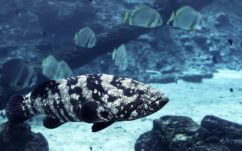 Scuba Diving